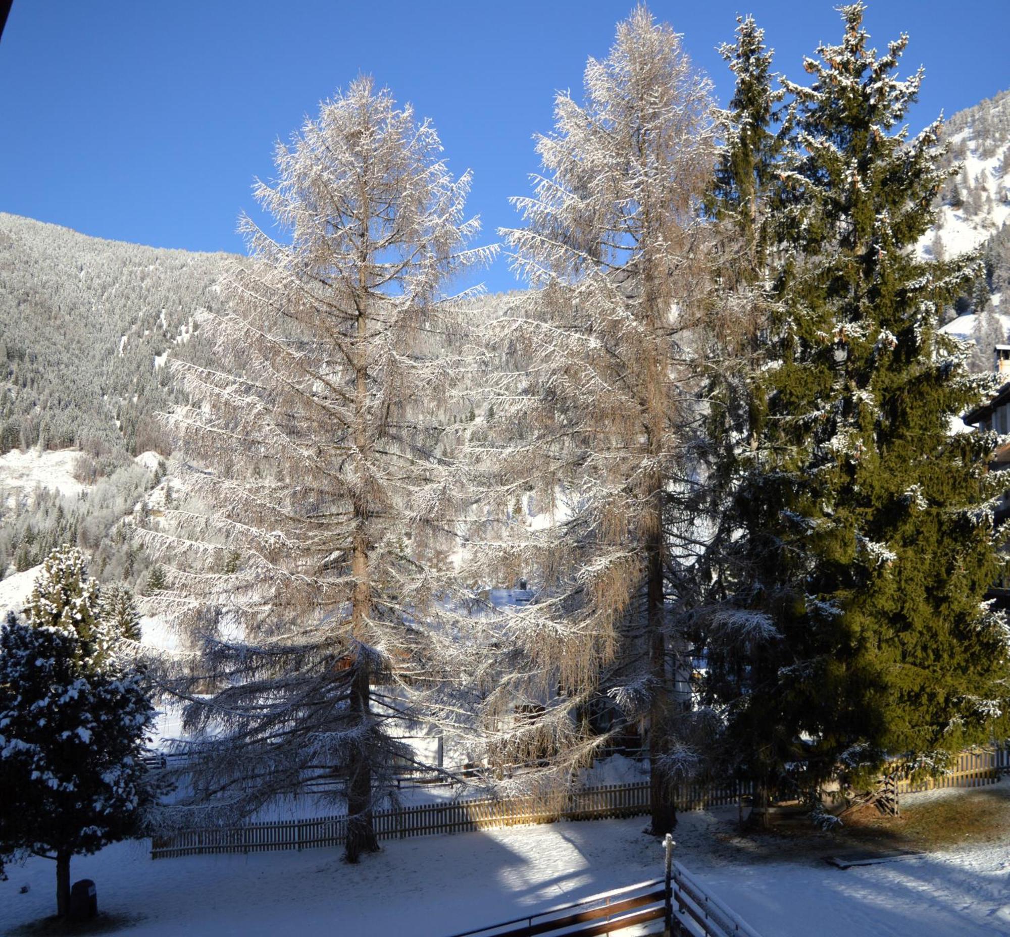 Hotel Stella Alpina Bellamonte Extérieur photo